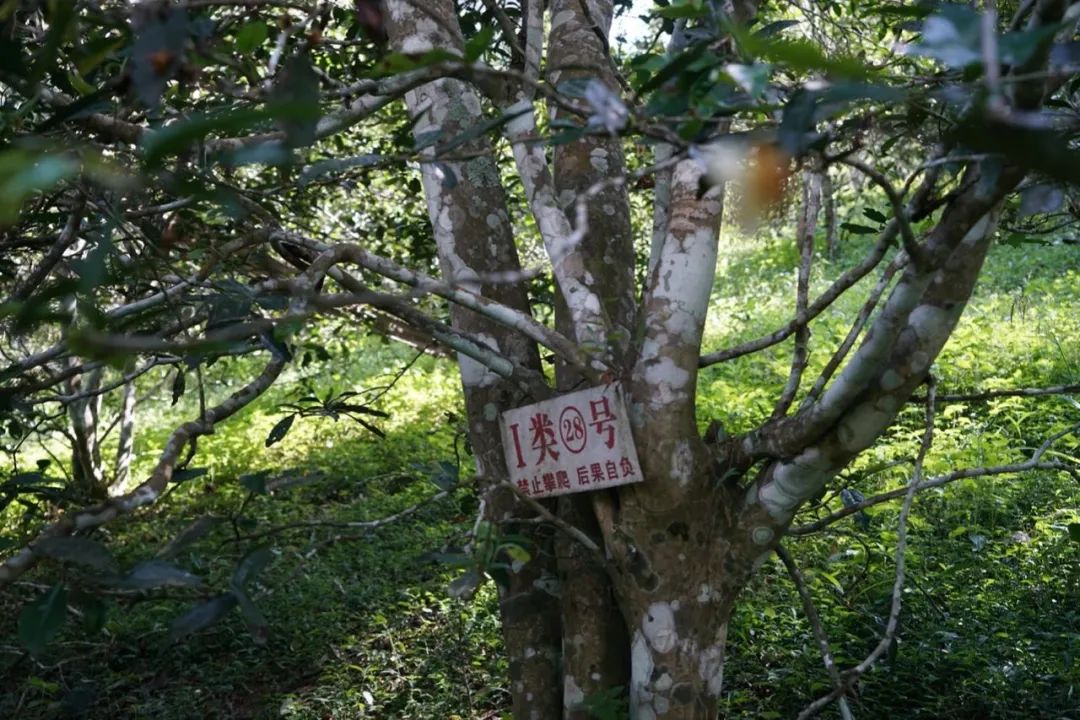 易武巔峰薄荷塘，普洱茶界最神奇最瘋狂的存在