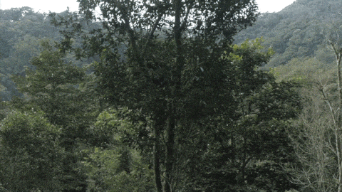 2025年易武古樹(shù)春茶價(jià)格是多少？