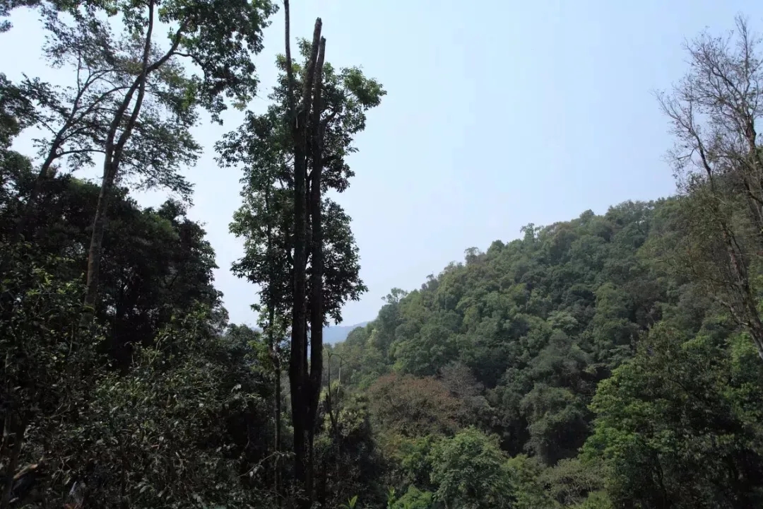 2025年易武古樹春茶多少錢一公斤？