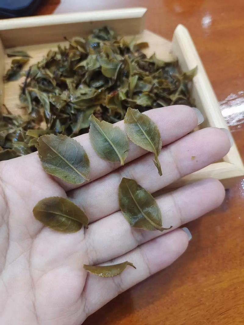 倚邦頭春茶，小葉種的春天