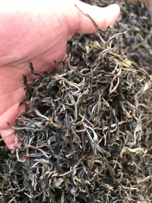 倚邦 | 兩朝貢茶，六山香魁