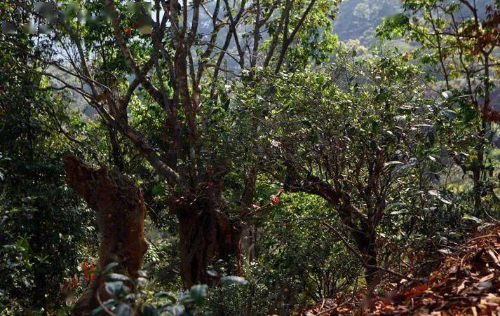 先有莽枝牛滾塘，之后才有普洱府