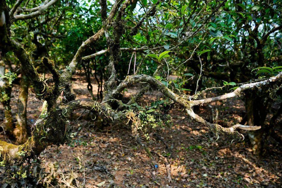 云南普洱山頭茶 | 普洱茶曾經(jīng)的王者——南糯山